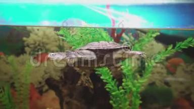 小小的侧颈海龟在水族馆里游泳。